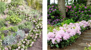 Inkarho rhododendrons